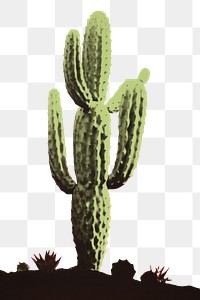 PNG Cactus plant red tranquility. AI generated Image by rawpixel.