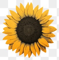 PNG Sunflower yellow plant rat. AI generated Image by rawpixel.