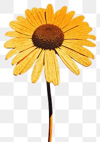PNG Silkscreen of a chamomile flower sunflower petal plant. AI generated Image by rawpixel.