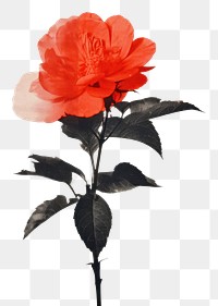 PNG Silkscreen of a flower petal plant rose. AI generated Image by rawpixel.