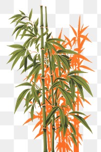 PNG Bamboo plant green cannabis. AI generated Image by rawpixel.