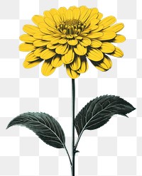 PNG Zinnia flower sunflower yellow plant. AI generated Image by rawpixel.