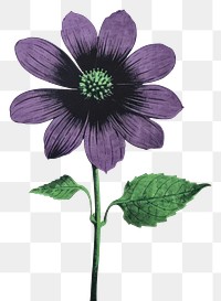 PNG Cotton flower purple petal plant. AI generated Image by rawpixel.