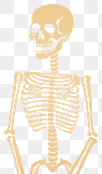 PNG Skeleton creativity history pattern. AI generated Image by rawpixel.