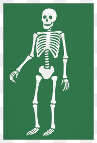 PNG Skeleton blackboard anatomy cartoon. AI generated Image by rawpixel.