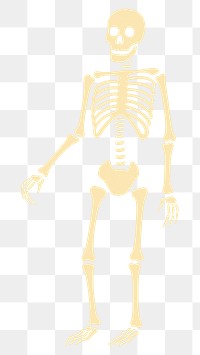 PNG Skeleton blackboard anatomy history. AI generated Image by rawpixel.