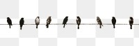 PNG Impression flock of birds on wire animal silhouette blackbird. 