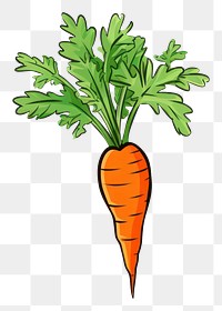 PNG Carrot vegetable plant food. 