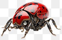 PNG Cyborg ladybug animal insect white background. AI generated Image by rawpixel.