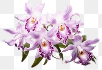 PNG Inflorescence gladiolus freshness fragility. AI generated Image by rawpixel.