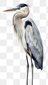 PNG A heron bird animal stork