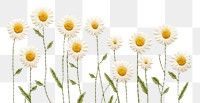 PNG Little daisy backgrounds outdoors pattern. AI generated Image by rawpixel.
