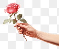 PNG Close up woman hand holding rose flower finger petal. AI generated Image by rawpixel.