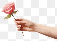 PNG Close up woman hand holding rose flower petal plant