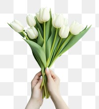 PNG Hands holding paper bunch of white tulip flower plant green. AI generated Image by rawpixel.