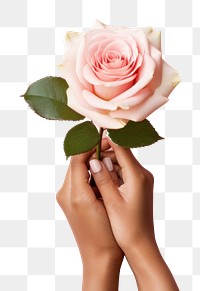 PNG Hands holding rose flower plant pink. AI generated Image by rawpixel.