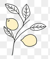 PNG Minimal illustration of lemon branch drawing sketch plant. AI generated Image by rawpixel.