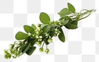 PNG Mistletoe flower plant herbs. AI generated Image by rawpixel.