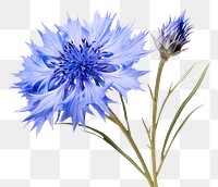 PNG Wildflower blossom plant white background. AI generated Image by rawpixel.