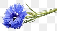 PNG Wildflower petal plant white background. AI generated Image by rawpixel.