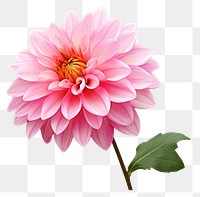 PNG Flower png dahlia plant white background. AI generated Image by rawpixel.