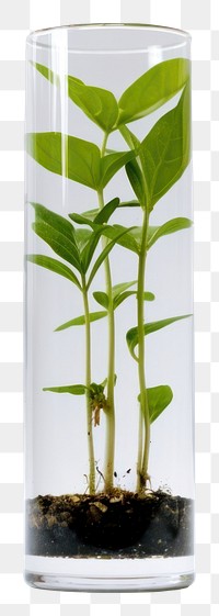 PNG Biology plant herbs vase. AI generated Image by rawpixel.