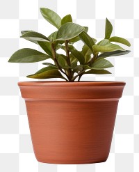 PNG Plant pot leaf white background houseplant. AI generated Image by rawpixel.