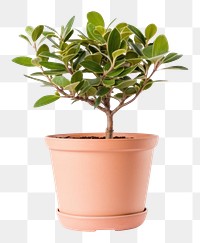 PNG Plant pot bonsai leaf tree. AI generated Image by rawpixel.