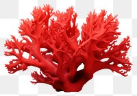 PNG Underwater sea red white background. AI generated Image by rawpixel.