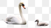 PNG Swan animal bird beak. AI generated Image by rawpixel.