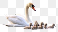 PNG Swan animal bird anseriformes. AI generated Image by rawpixel.