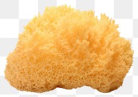 PNG Underwater sponge food white background. AI generated Image by rawpixel.