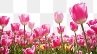 PNG Tulip field sky backgrounds. AI generated Image by rawpixel.