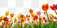 PNG Tulip field sky landscape. AI generated Image by rawpixel.