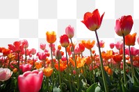PNG Tulip sky landscape outdoors. AI generated Image by rawpixel.