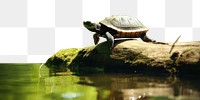 PNG Turtle outdoors reptile nature. AI generated Image by rawpixel.