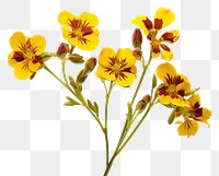 PNG Wildflower petal plant  