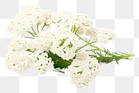 PNG Wildflower yarrow plant petal. AI generated Image by rawpixel.