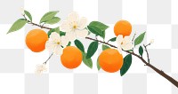 PNG Spring grapefruit outdoors plant. AI generated Image by rawpixel.
