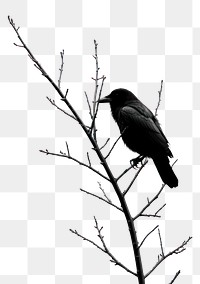 PNG A crow and the moon animal black bird