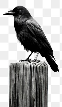 PNG A crow animal black bird