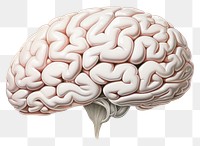PNG Human brain drawing sketch white background. AI generated Image by rawpixel.