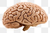 PNG Human brain white background medical person. 