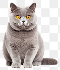 PNG British shorthair sitting animal mammal. 