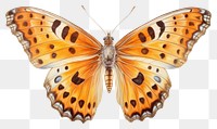 PNG Butterfly animal insect moth. 