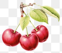 PNG Cherry fruit plant food. AI generated Image by rawpixel.