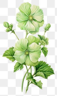 PNG Green flower drawing sketch plant. AI generated Image by rawpixel.