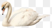 PNG Swan animal white bird. AI generated Image by rawpixel.