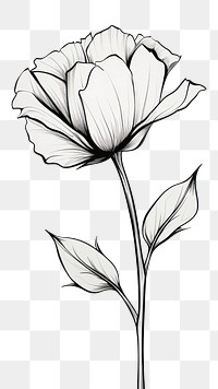 PNG Flower drawing sketch plant. 