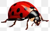 PNG Ladybug animal insect red. AI generated Image by rawpixel.